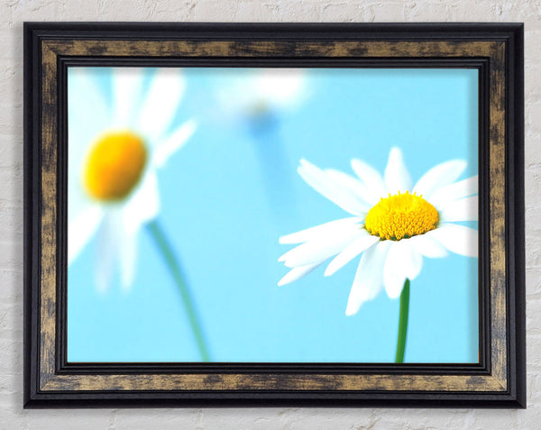 White Daisies On Blue Framed Print
