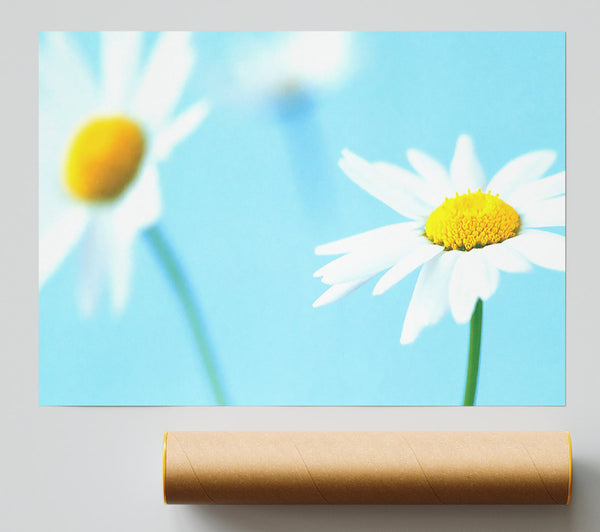 White Daisies On Blue Print