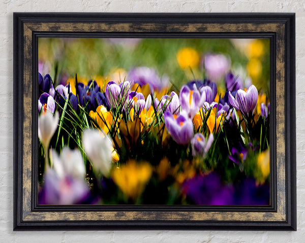 Crocus Field Framed Print