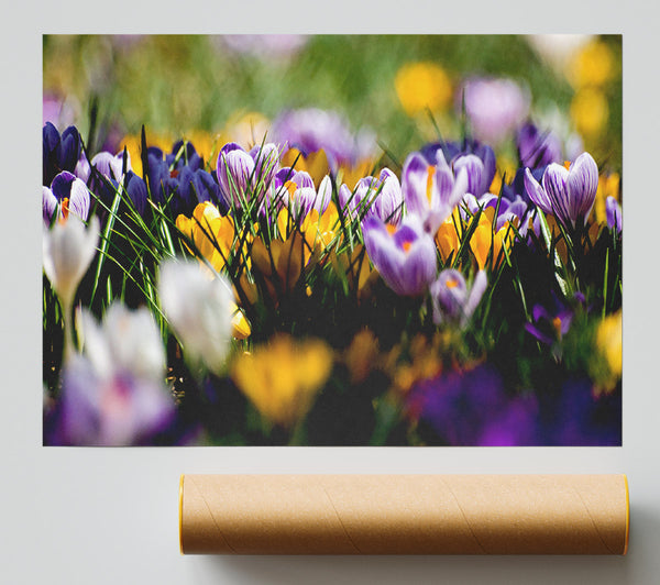 Crocus Field Poster