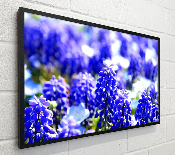 Grape Hyacinths