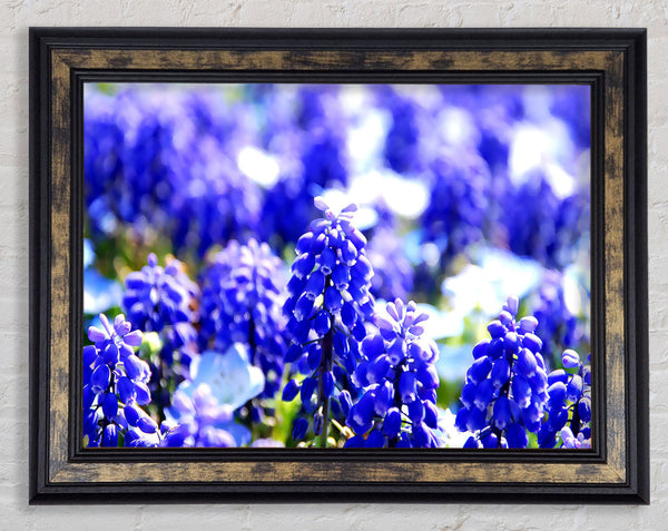 Grape Hyacinths Framed Print