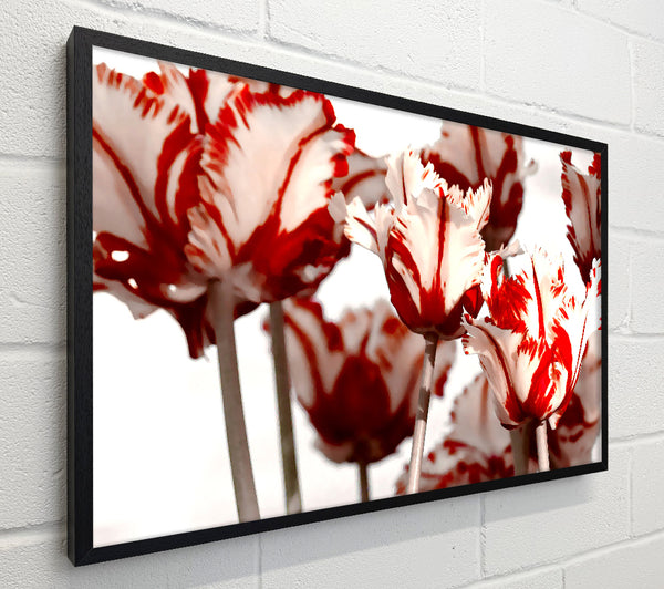 Parrot Tulips Red n White