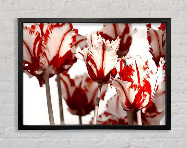 Papageien-Tulpen, rot und weiß