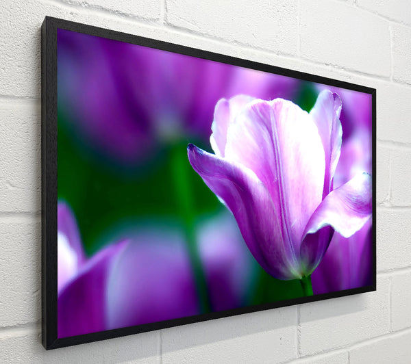Violet Tulip
