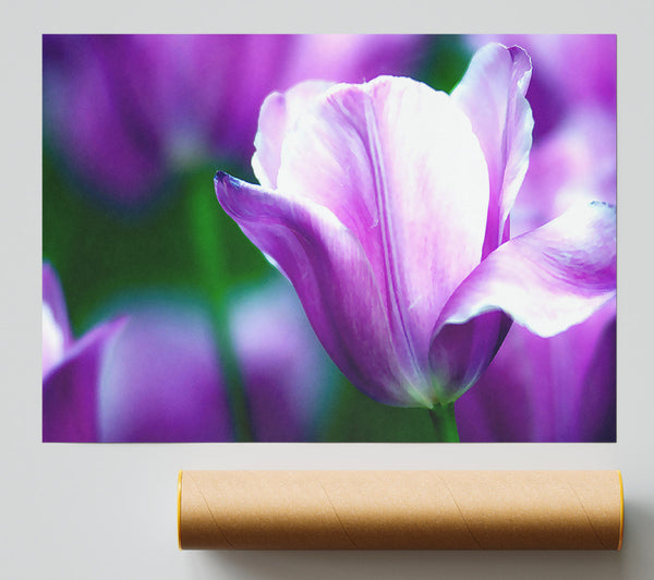 Violet Tulip Giclee Print