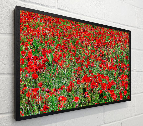 Red Poppy Field