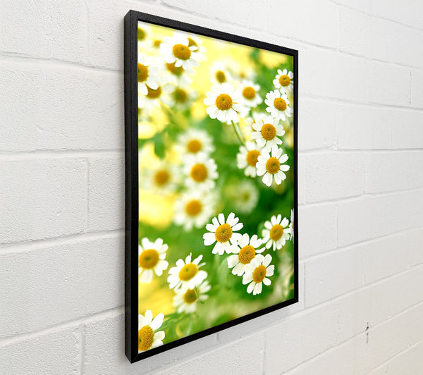 Chamomile Macro