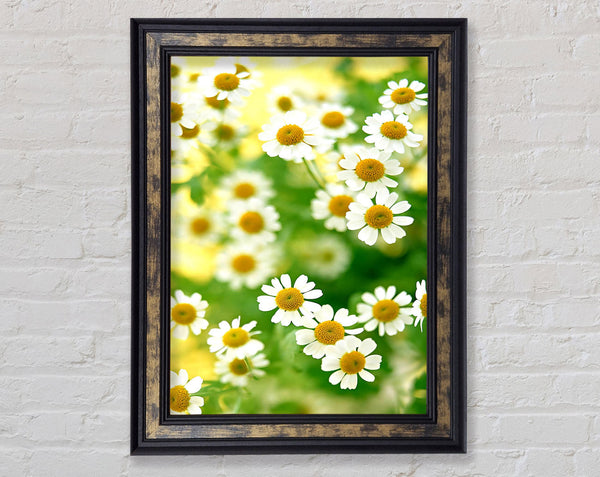 Chamomile Macro Framed Print