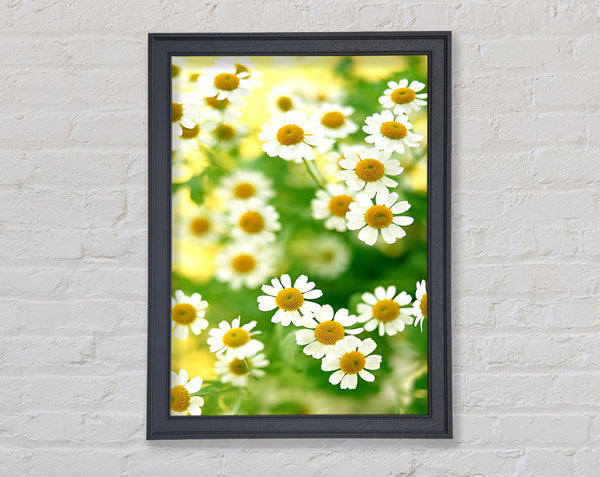 Chamomile Macro Framed Print