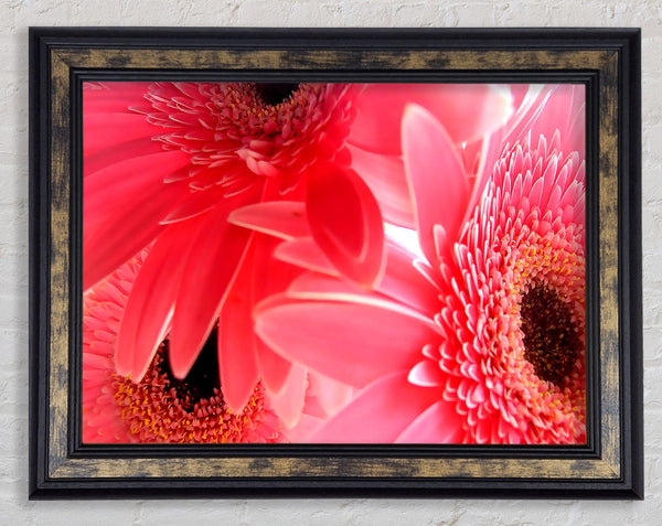 Pink Gerbera Flower Mayhem Framed Print