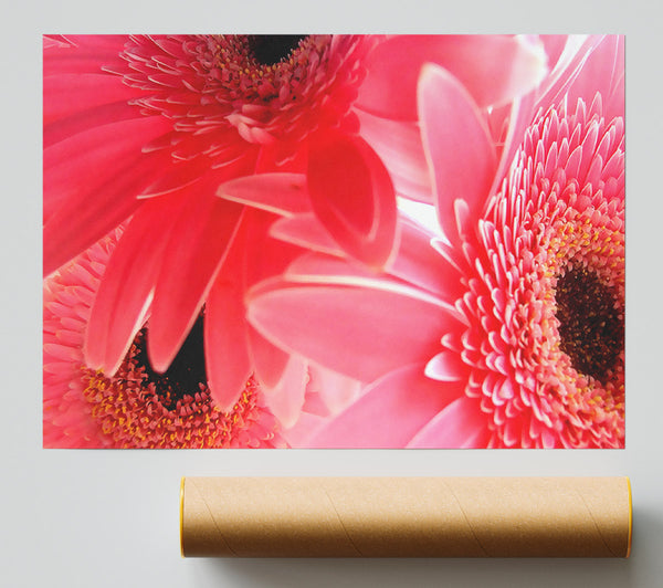 Pink Gerbera Flower Mayhem Giclee Print
