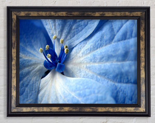 Soft Blue Flower Framed Print