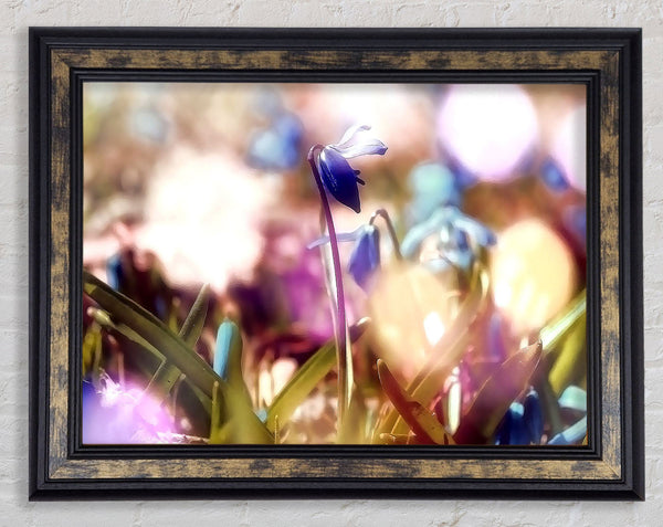 Soft Purples In The Garden Framed Print