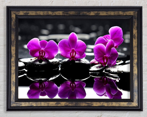Trio Of Orchids Framed Print