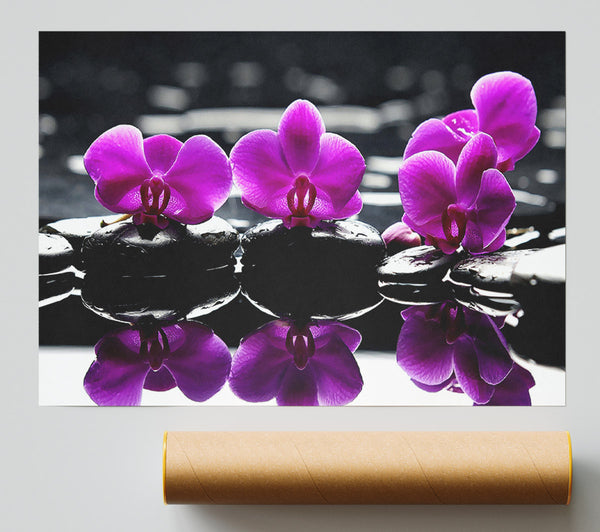 Trio Of Orchids Giclee Print