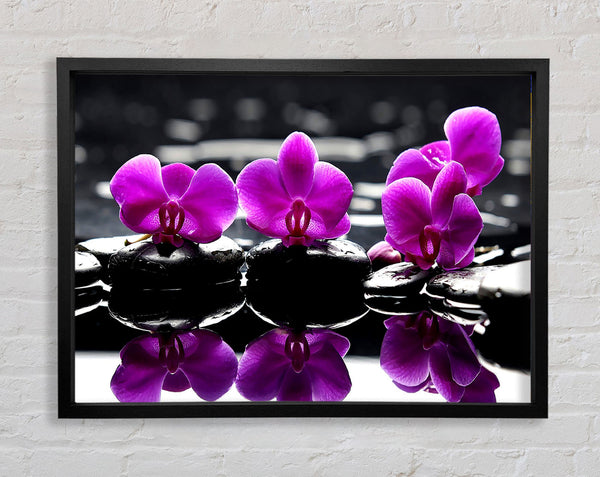 Trio von Orchideen