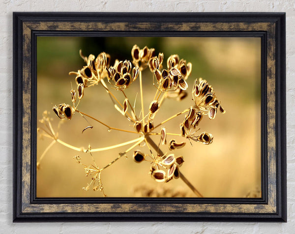 Winter Framed Print