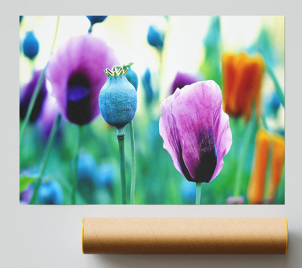 Purple Poppies Giclee Print