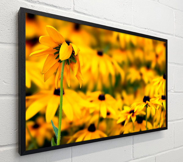 Black Eyed Susan Flowers