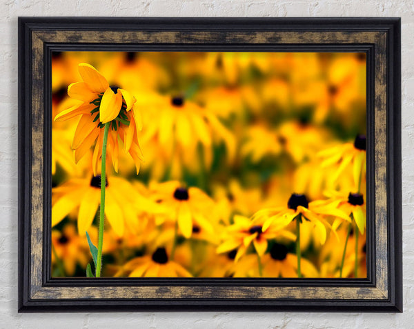 Black Eyed Susan Flowers Framed Print