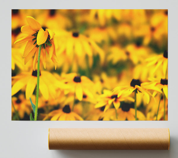 Black Eyed Susan Flowers Giclee Print