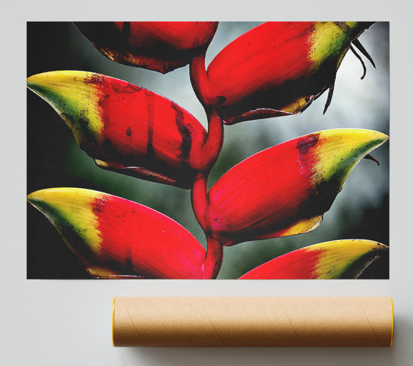 Heliconia Pendula Inflorescence Poster