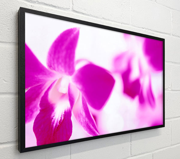 Purple Flowers On White Background