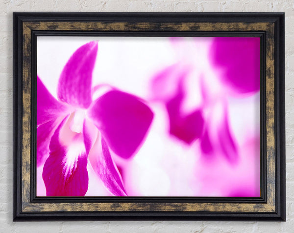 Purple Flowers On White Background Framed Print