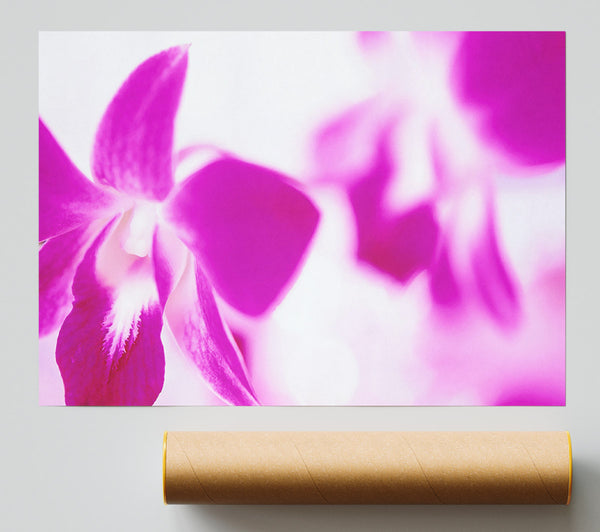 Purple Flowers On White Background Print