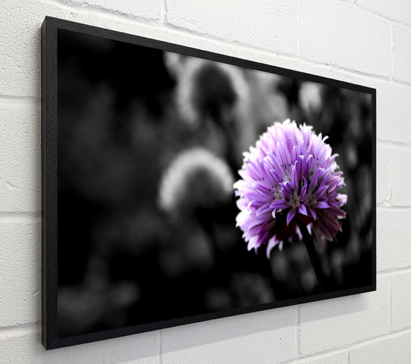 Purple Flower On Black And White Background