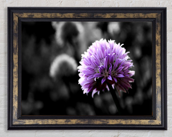 Purple Flower On Black And White Background Framed Print