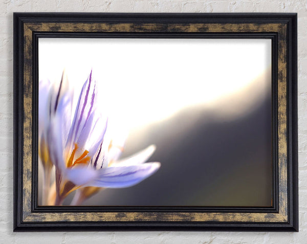 Spring Flowers Crocus Framed Print