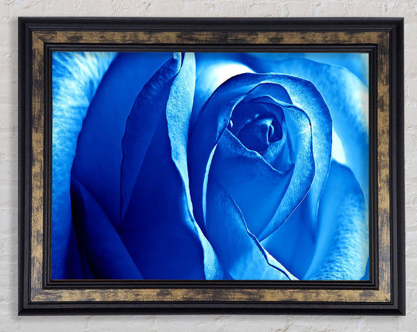 Blue Rose Framed Print