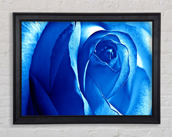 Blaue Rose