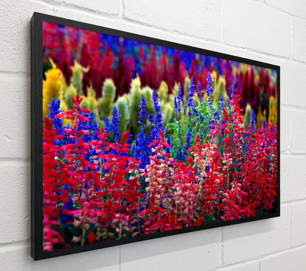 Rainbow Flowers