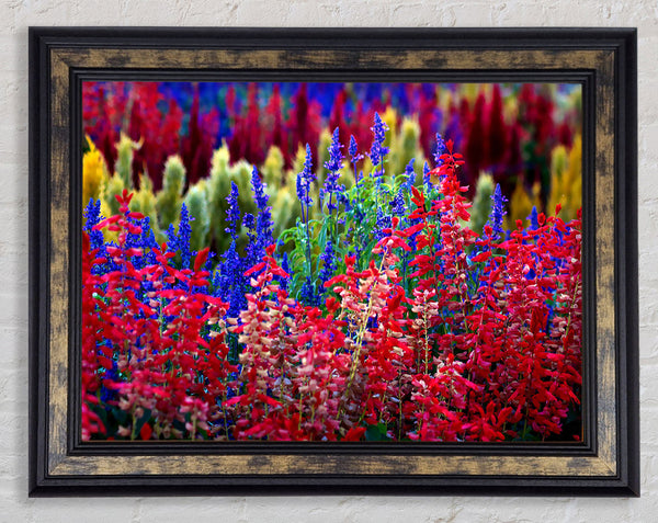 Rainbow Flowers Framed Print
