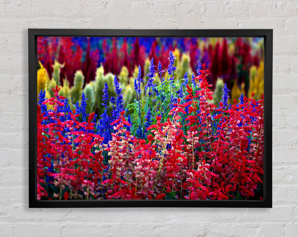Regenbogenblumen