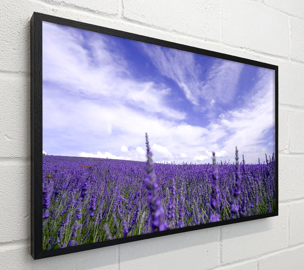 Lavender Field In The Sky