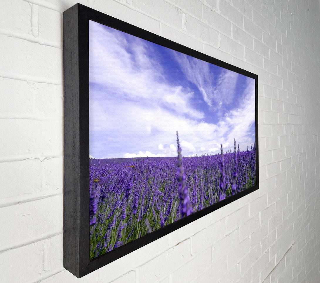  A Canvas Print of Lavender Field In The Sky Canvas Print