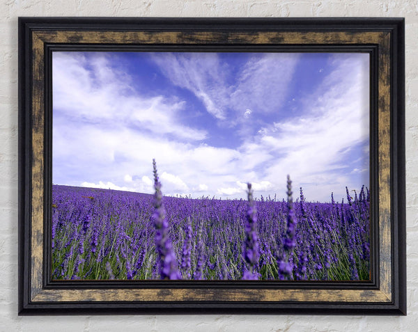 Lavender Field In The Sky Framed Print