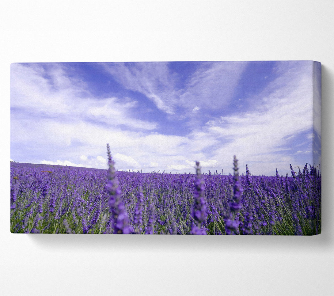  A Canvas Print of Lavender Field In The Sky Canvas Print