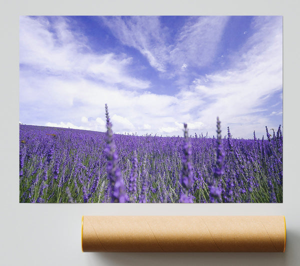 Lavender Field In The Sky Print