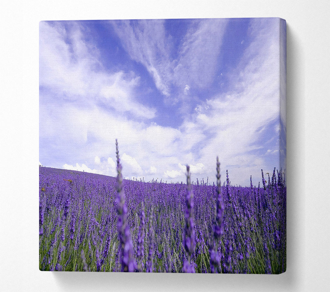  A Canvas Print of Lavender Field In The Sky Canvas Print