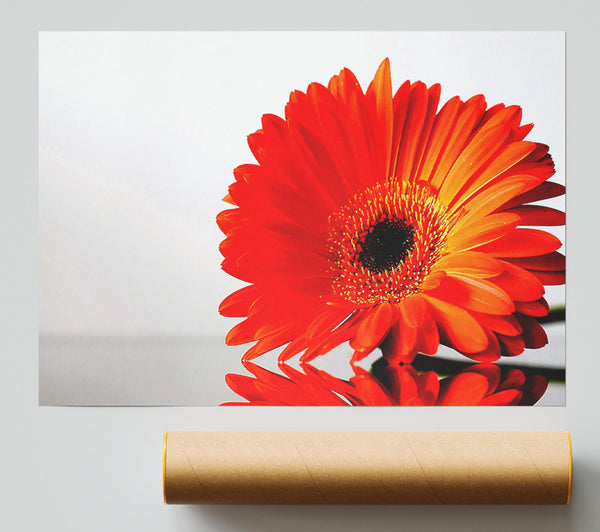 Gerbera Daisies Reflection Print