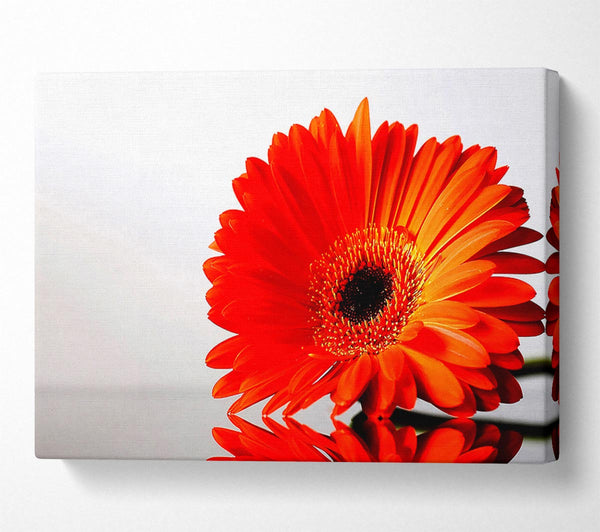 Gerbera Daisies Reflection