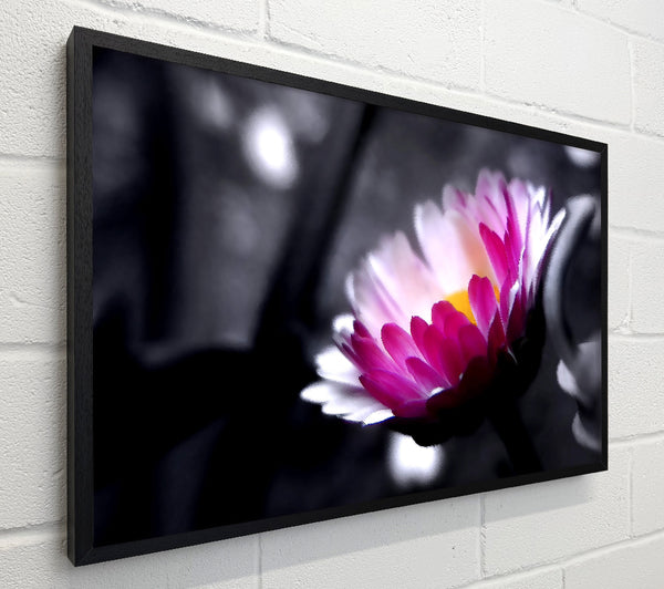 Pink Flower On Black And White Background
