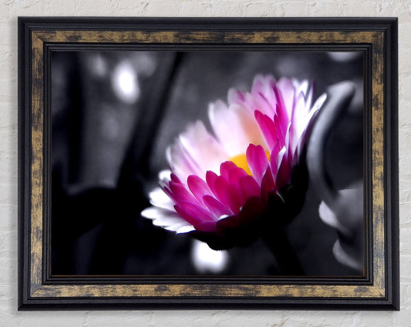 Pink Flower On Black And White Background Framed Print