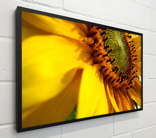 Sunflower Side