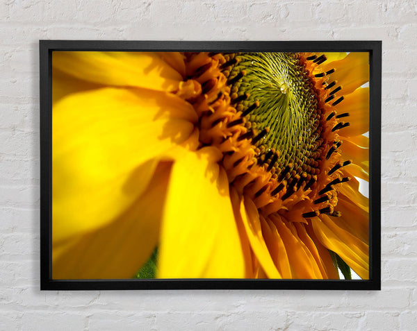 Sonnenblumenseite